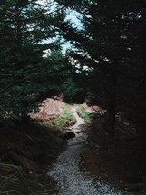 a stream in a forest 