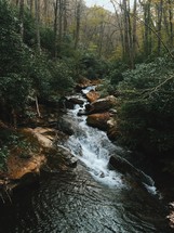 a stream in a forest 