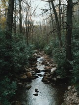 a creek in a forest 