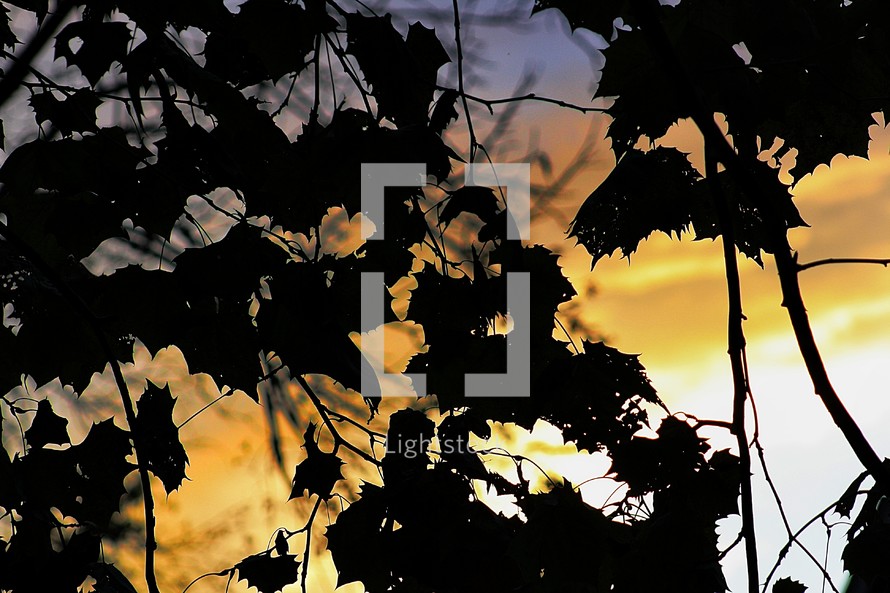 silhouettes of leaves on a tree  against a yellow sky