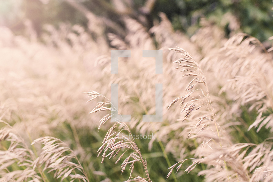 fluffy tops of tall grasses 