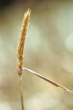 Stalk of wheat.