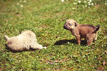 Puppies are playing in the field