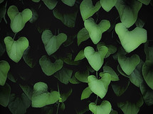 Heart-shaped vine leaves 