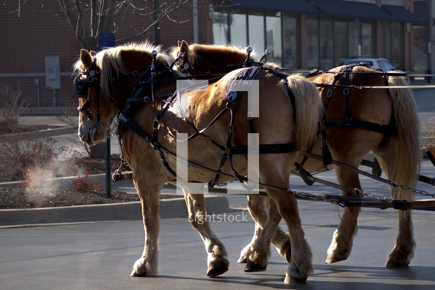 horse drawn carriage 