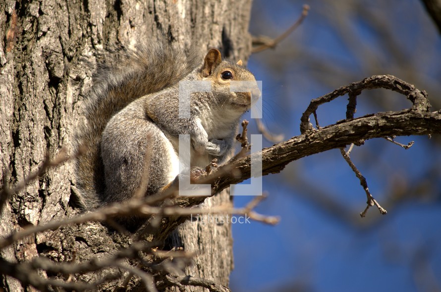Squirrel holding a nut, perched in a tree.
