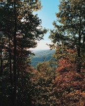 View of mountains through a forest.