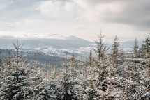 White snowy wonderland in nordic forest. Arctic frosty wether, winter woodland. High quality photo