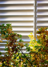 trees and metal blinds 