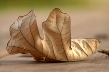 dead leaf 