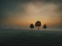trees in a foggy pasture 