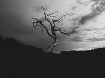 an isolated tree under gray skies 