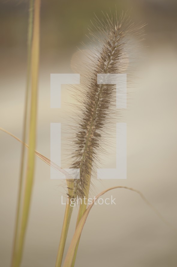 tops of grasses