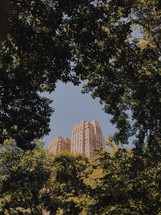 city buildings through the trees 