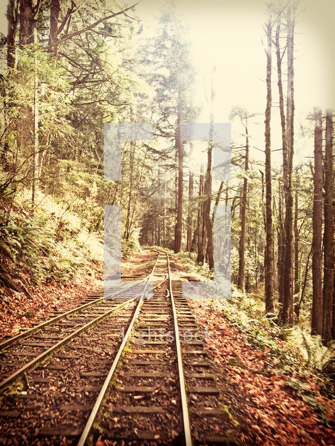 Railroad tracks through a forest of trees.