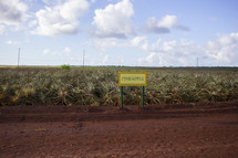 Pineapple field 