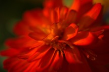 red flower closeup 