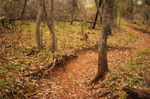 trail in a fall forest 