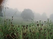 morning dew and fog with wildflowers and trees on a hill 