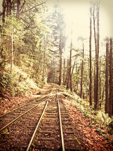 Railroad tracks through a forest of trees.