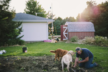 a man working in a backyard garden and his pet dogs 