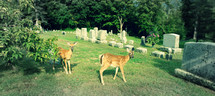 deer in a cemetery