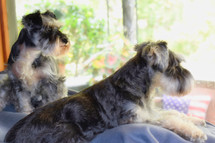 Schnauzer dogs looking out a window 