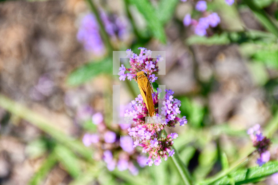 overhead view of a butterfly on a purple flower 