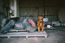 golden retriever in an old barn next to large tires 