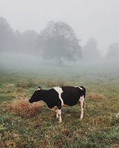 cow grazing in a pasture 