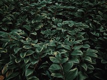 green leaves on a bush