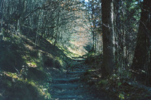 path through a forest 