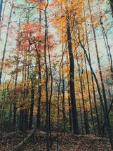 fall colors in a forest 