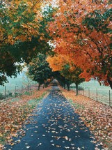 fall leaves on a rural road 