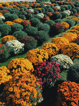 rows of colorful chrysanthemums 
