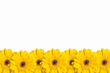 Row of yellow Gerber daisies.