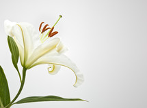 white lily on a white background 