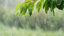 Summer heavy rain in forest. Drops of water dripping from green leaves of cherry tree. Beautiful calming background. Weather, environment, nature concept. High quality