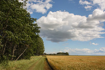trail along crops in harvest season