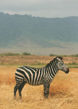 Zebra in  field