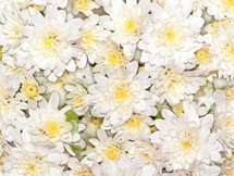 Many white flowers.