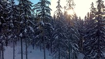 Morning sunlight between trees in snowy forest in cold winter season nature landscape
