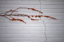 Vine growing on a brick wall.