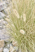 desert grasses and rocks 