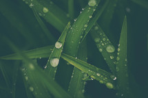 water droplets on blades of grass 