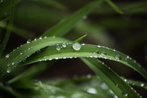 water droplets on blades of grass 