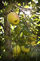 apple growing on a tree 