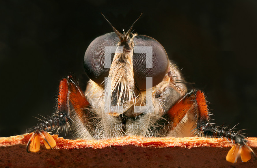 Close-up of the eyes of a robber fly