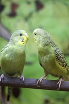 Budgerigar parakeets 