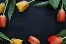  tulips on black 